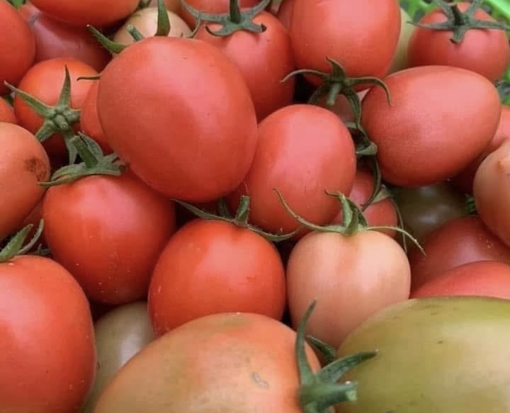 Tomato peels can help improve heart health. Photo: Kieu Vu