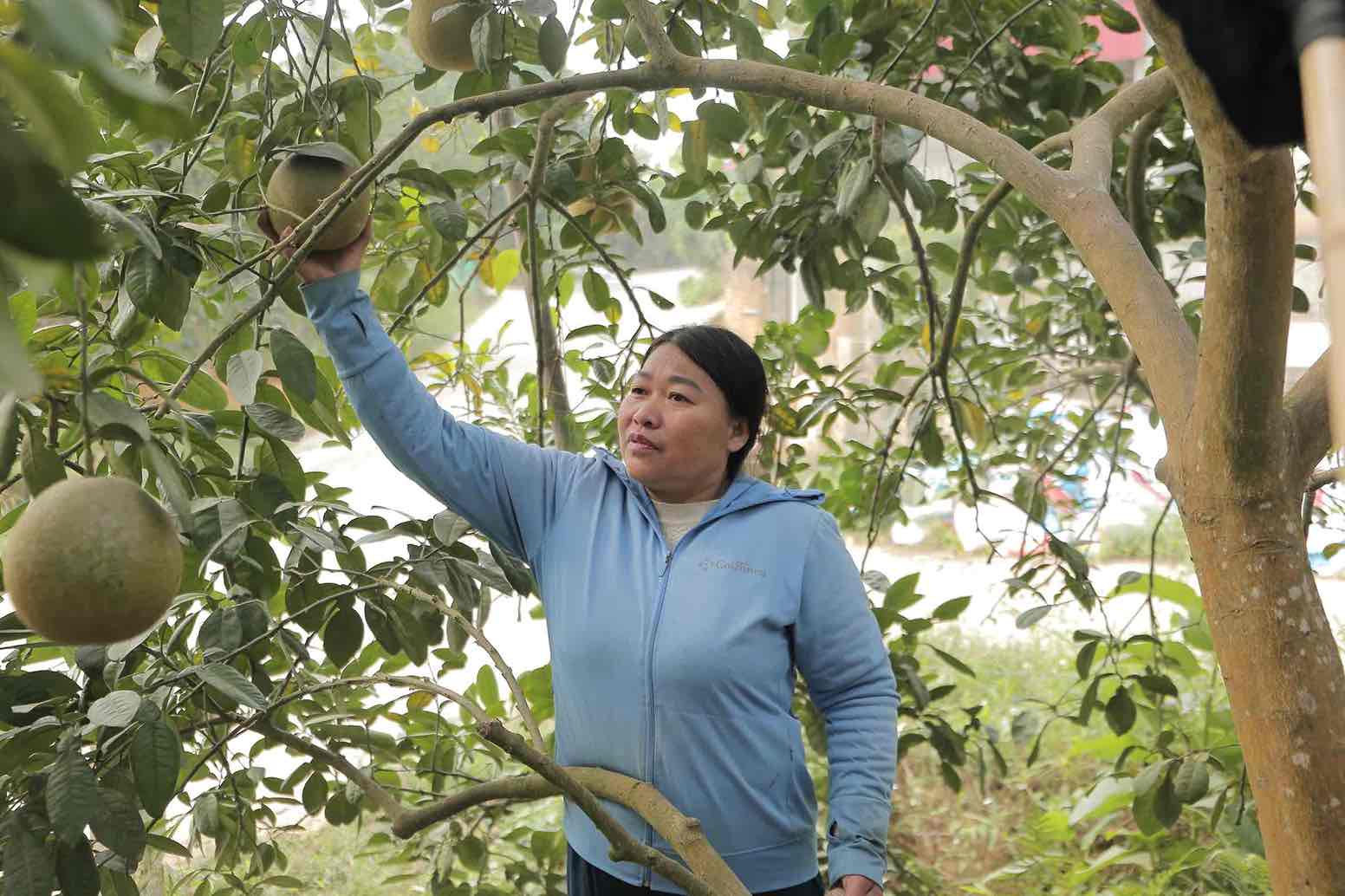 Ba Duong Thi Dung hai nhung qua buoi cuoi cung tai vuon. Anh: Tran Bui