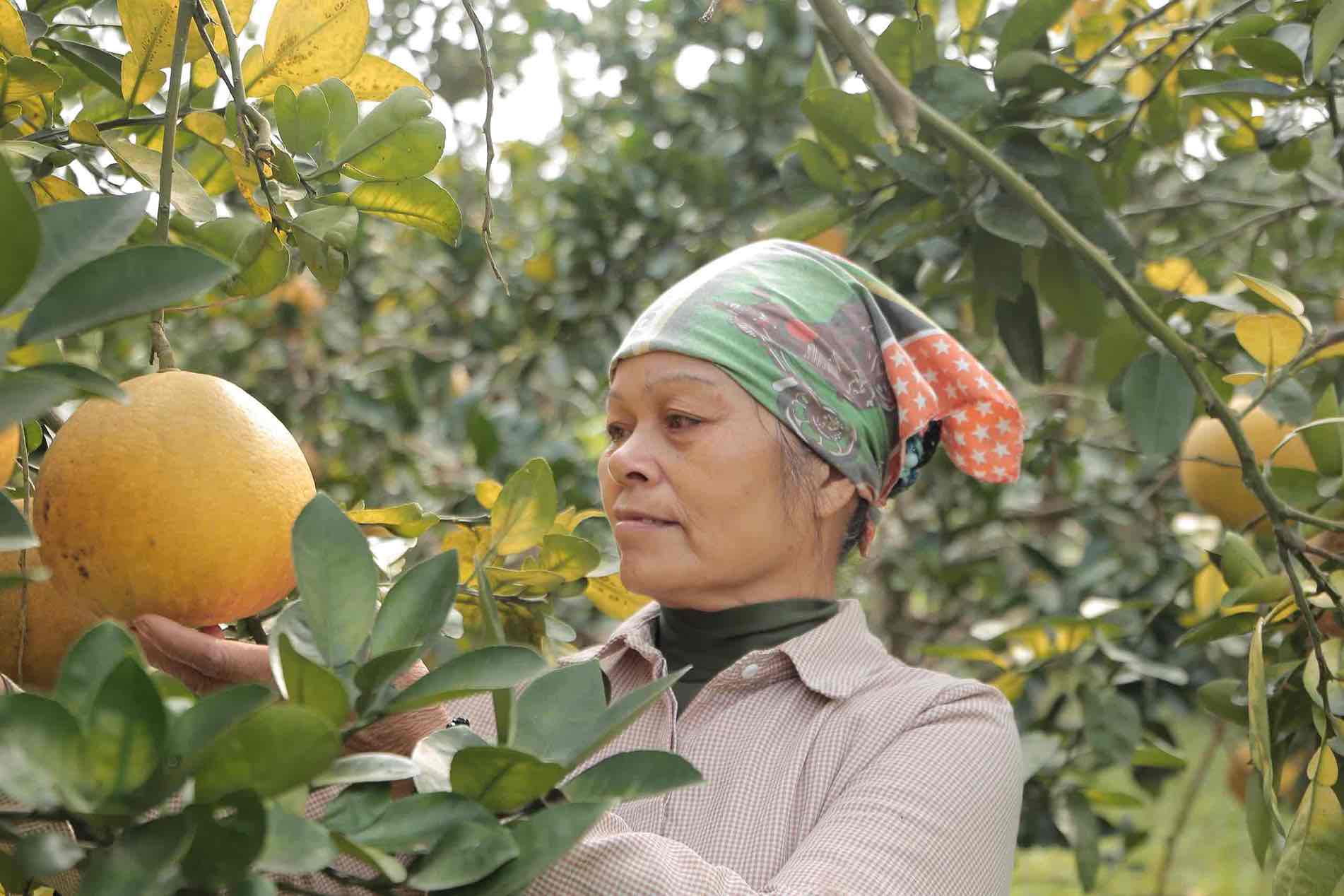 Dai Minh people are busy harvesting on the occasion of Tet. Photo: Tran Bui