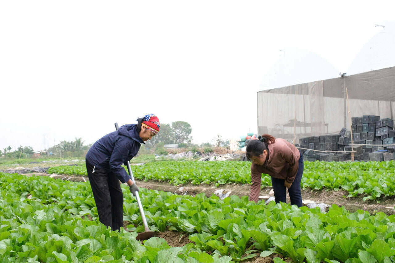 Households in Hai Duong province are actively producing green vegetables to serve the 2025 Lunar New Year market. Photo: Mai Huong