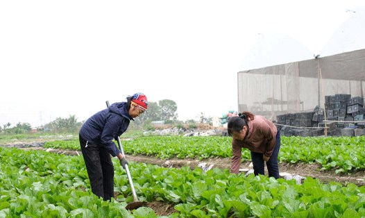 Các hộ dân trên địa bàn tỉnh Hải Dương tích cực sản xuất rau xanh phục vụ thị trường Tết Nguyên đán 2025. Ảnh: Mai Hương