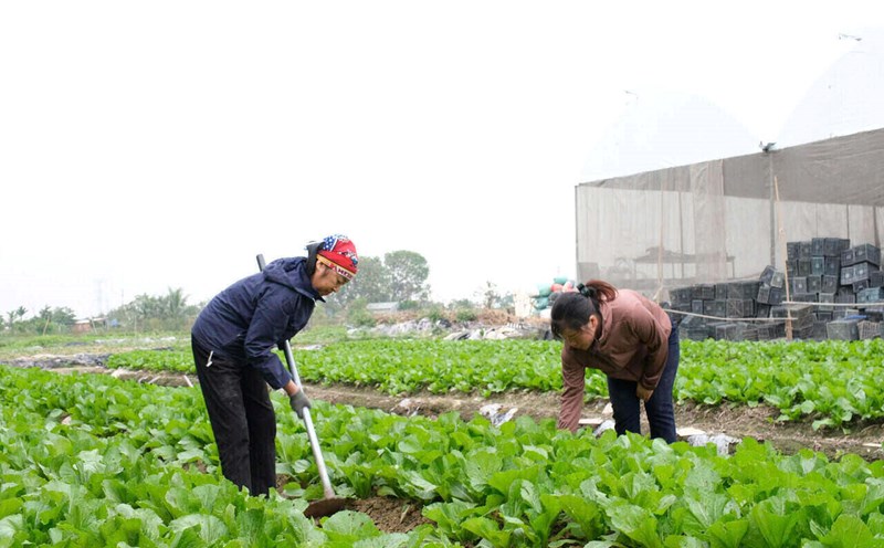 Households in Hai Duong province are actively producing green vegetables to serve the 2025 Lunar New Year market. Photo: Mai Huong
