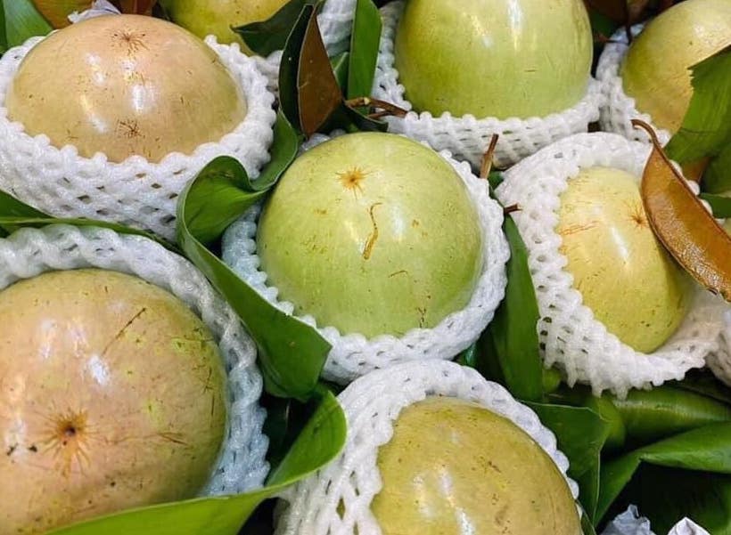 This fruit is said to help control diabetes and lose weight. Photo: Kieu Vu