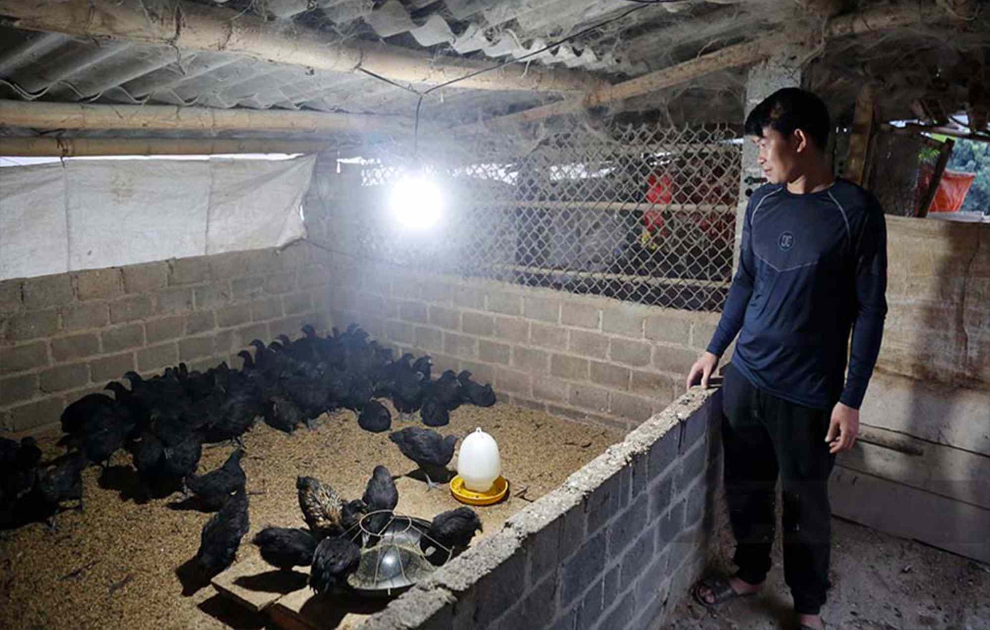 Chickens died en masse after being distributed for more than a month. Photo: Quang Dat