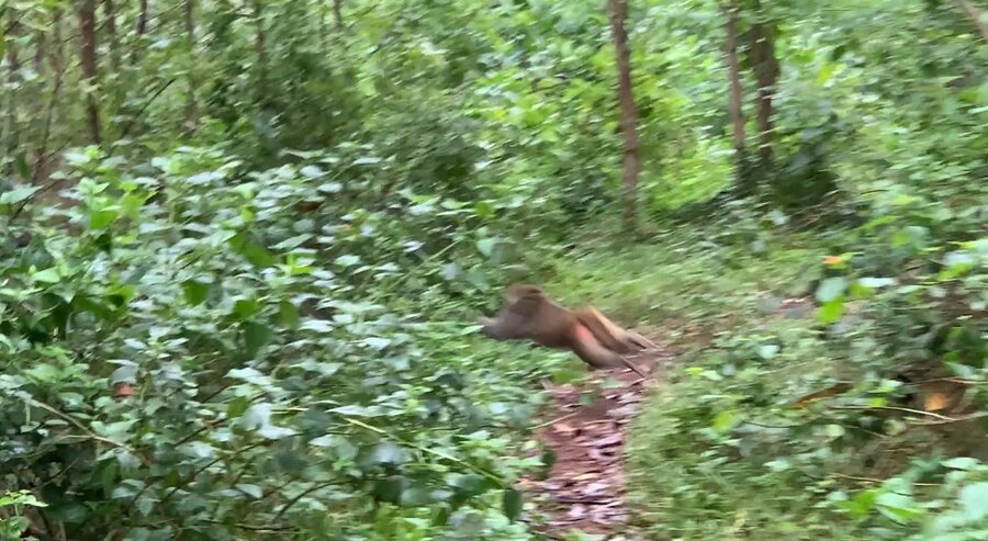 Dozens of monkeys invaded the fields, destroying crops of people in Binh Tan Phu commune, Binh Son district, Quang Ngai province. Photo: Ai Vy