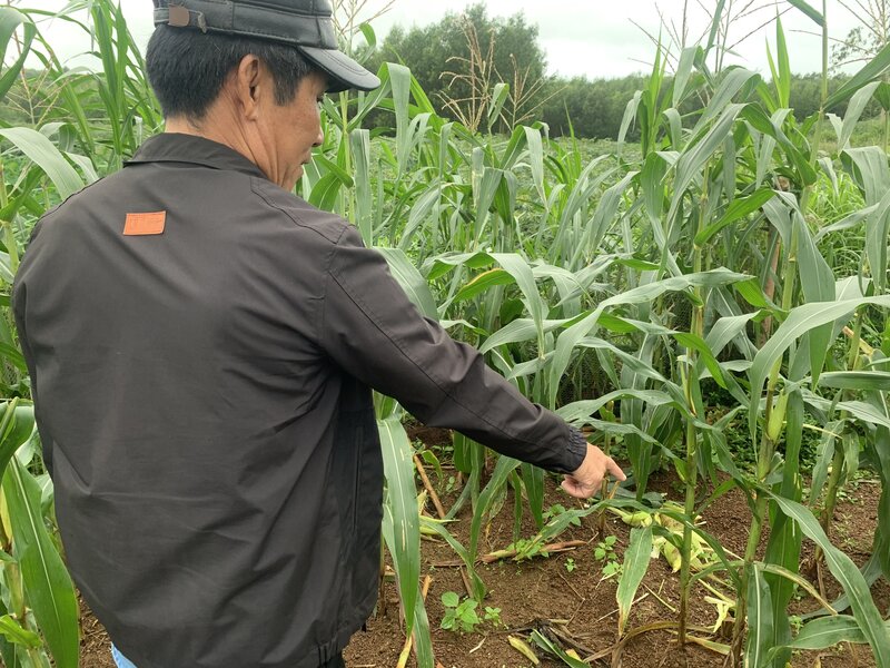 Nguoi dan o xa Binh Tan Phu lo lang vi dan khi pha hoai hoa mau. Anh: Ai Vy