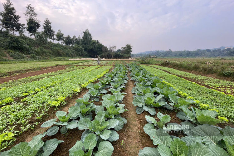 Những luống rau phát triển xanh tốt đem theo hy vọng giúp người nông dân gia tăng thu nhập vào dịp cuối năm. Ảnh: Đinh Đại