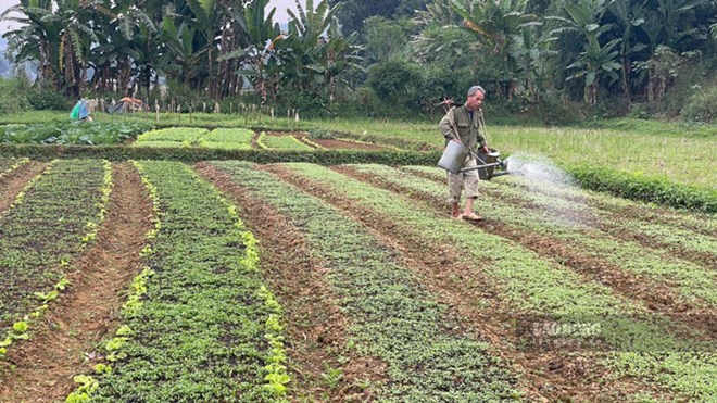 Nhộn nhịp vùng trồng rau phục vụ Tết của nông dân Lào Cai