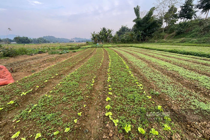 Rau xà lách được trồng xen canh với cải cúc để tận dụng đất. Ảnh: Đinh Đại