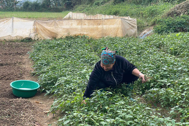 Những loại rau ngắn ngày được ưu tiên trồng để kịp vụ Tết. Ảnh: Đinh Đại  