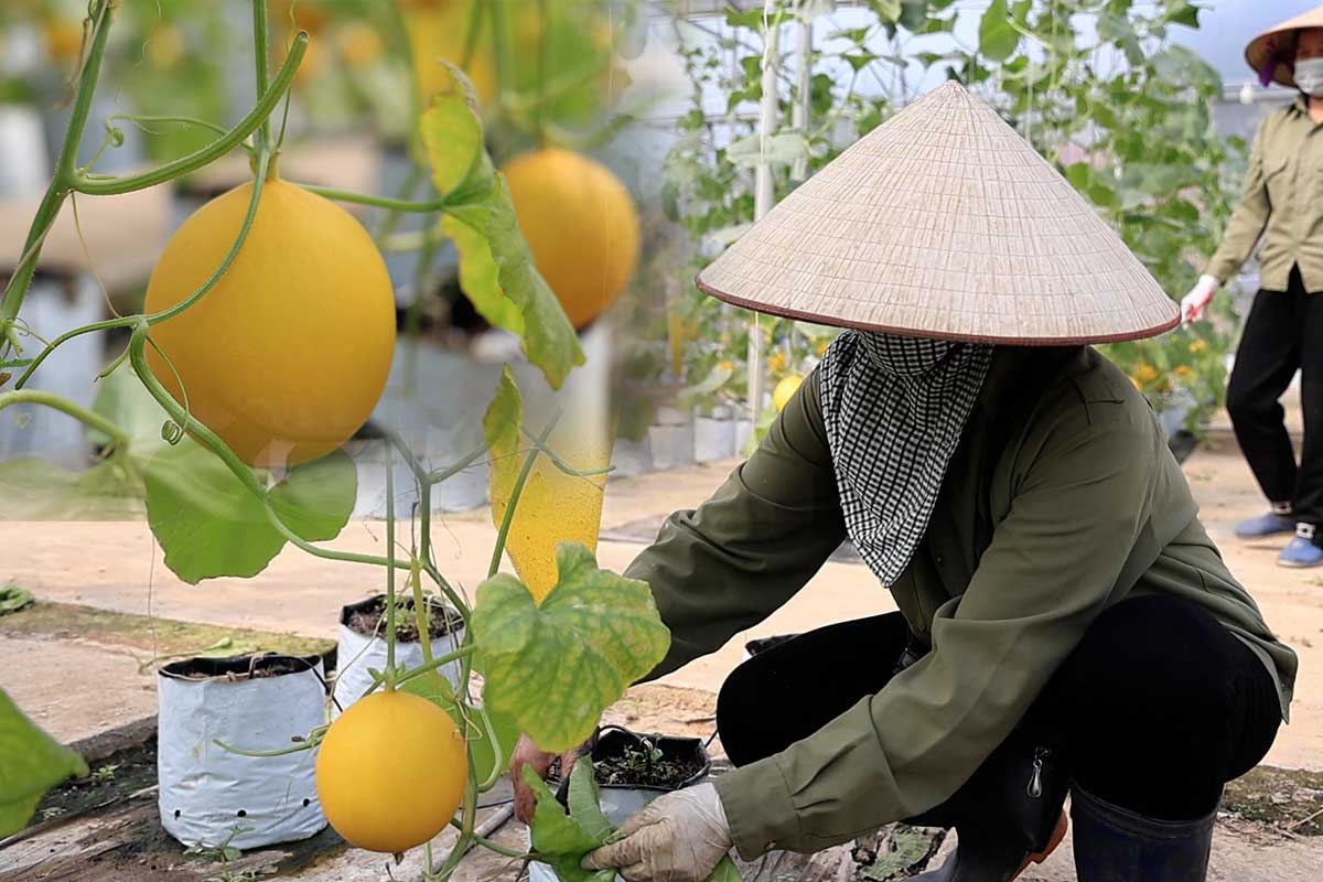 Applying high technology, farmers "reap" 100% productivity