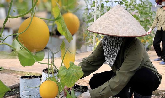 Áp dụng công nghệ cao, nông dân "gặt hái" năng suất 100%