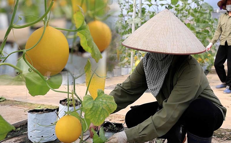 Applying high technology, farmers "reap" 100% productivity