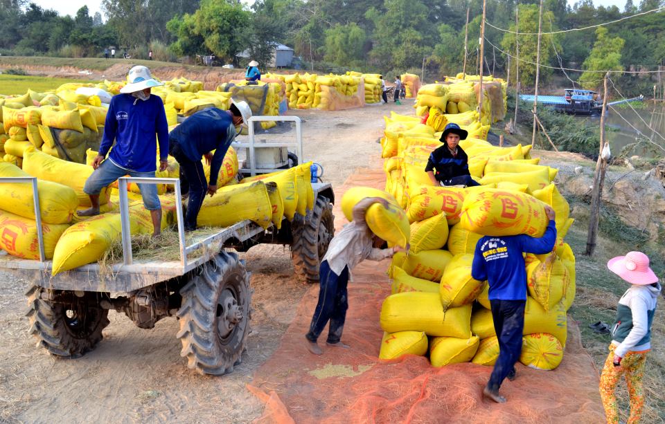 Người dân huyện Tân Hồng, tỉnh Đồng Tháp thu hoạch lúa trên cánh đồng hoang được bộ đội khai phá năm xưa. Ảnh: Lục Tùng