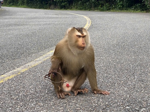 A pig-tailed macaque caught in a trap on Son Tra. Photo: Nguyen Linh