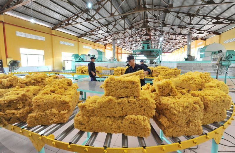 The average income of more than 81,000 employees of Vietnam Rubber Industry Group in 2024 will reach 11 million VND, an increase of 29.9% compared to 2023. Photo: Duc Long