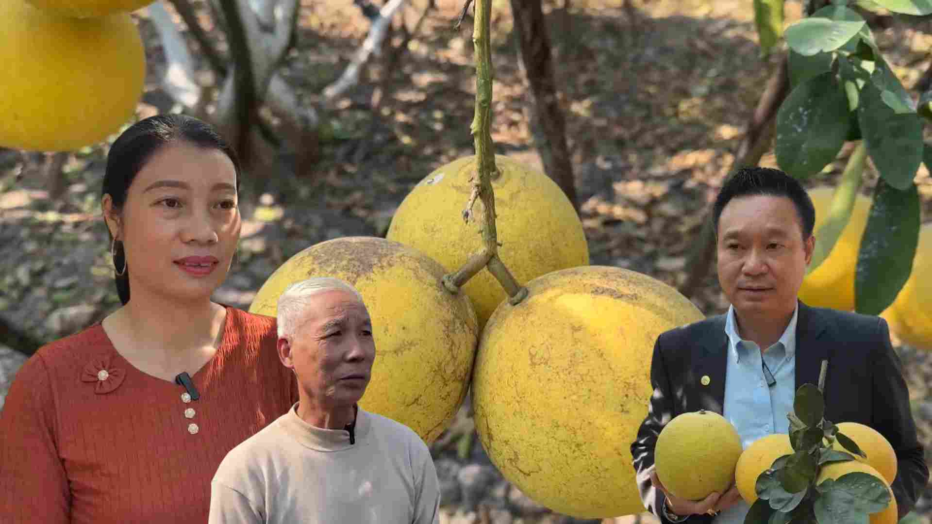 Scarcity of Dien grapefruit during Tet, some gardeners have sold 2/3 of their grapefruit