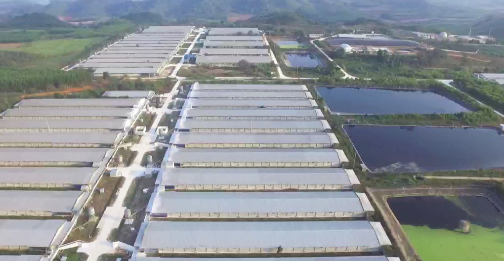 Trại chăn nuôi lợn của Công ty TNHH MNS FARM Nghệ An trên địa bàn xã Hạ Sơn, huyện Quỳ Hợp gây mùi hôi thối. Ảnh: Hải Đăng