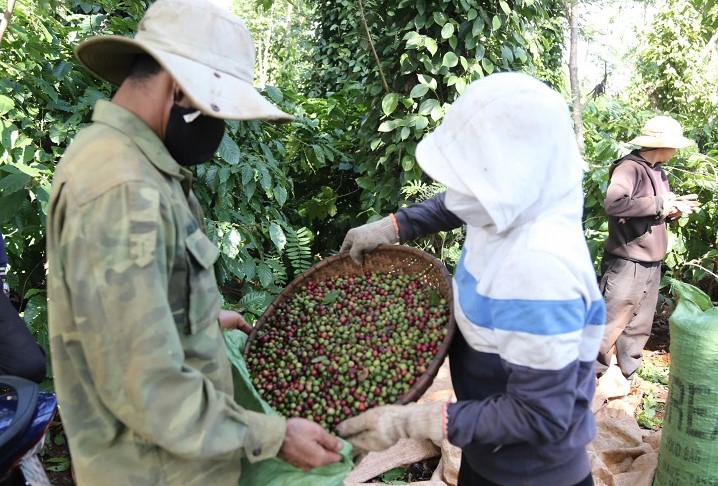 Workers from several provinces across the country are flocking to Dak Lak to work as hired coffee pickers. Photo: Bao Trung