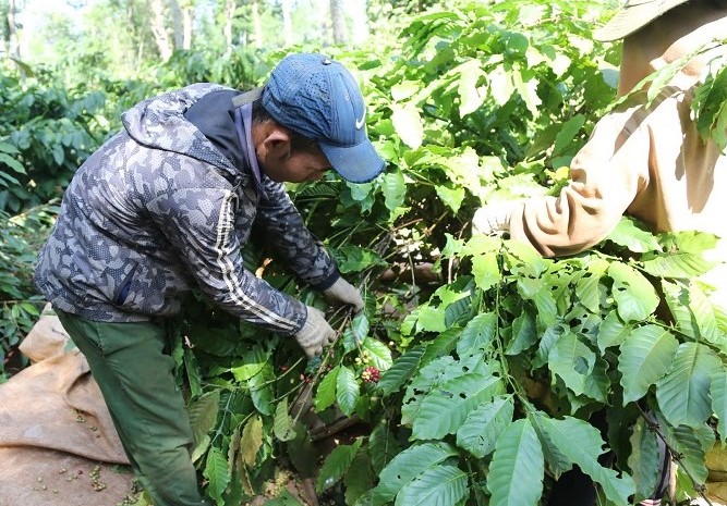 Cu den mua thu hoach ca phe, nhieu vuon nong san o Dak Lak lai nhon nhip canh nguoi lao dong hang say lam viec. Anh: Bao Trung