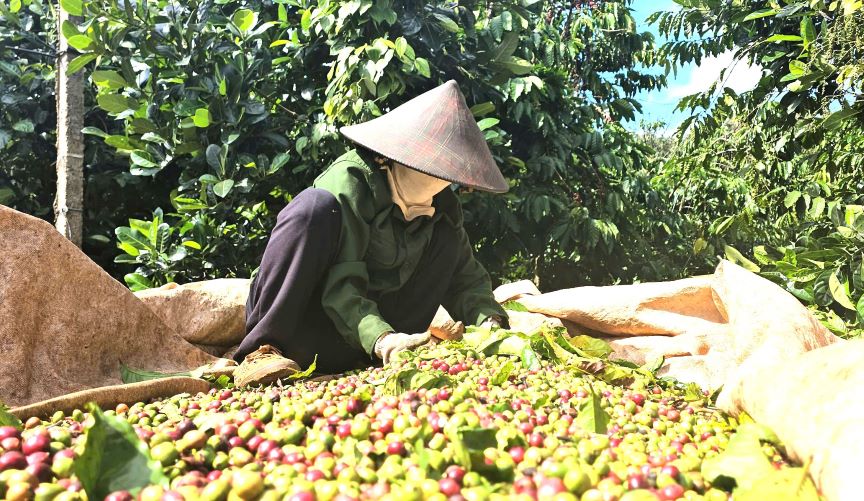Coffee output to decline due to prolonged drought in 2023-2024 crop. Photo: Thanh Quynh