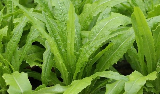 Lettuce prepared properly will help reduce visceral fat. Photo: Kieu Vu