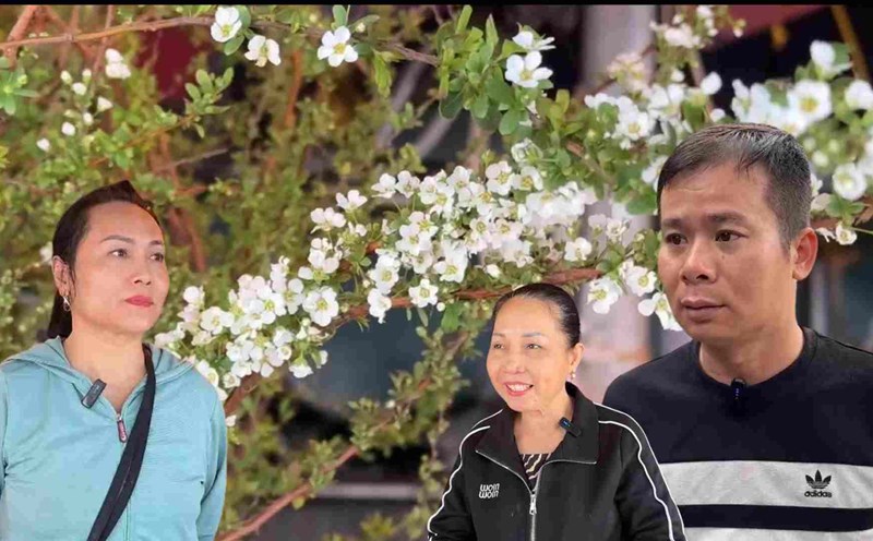 Wild flowers are bustling to "invade" to serve people to celebrate Tet early