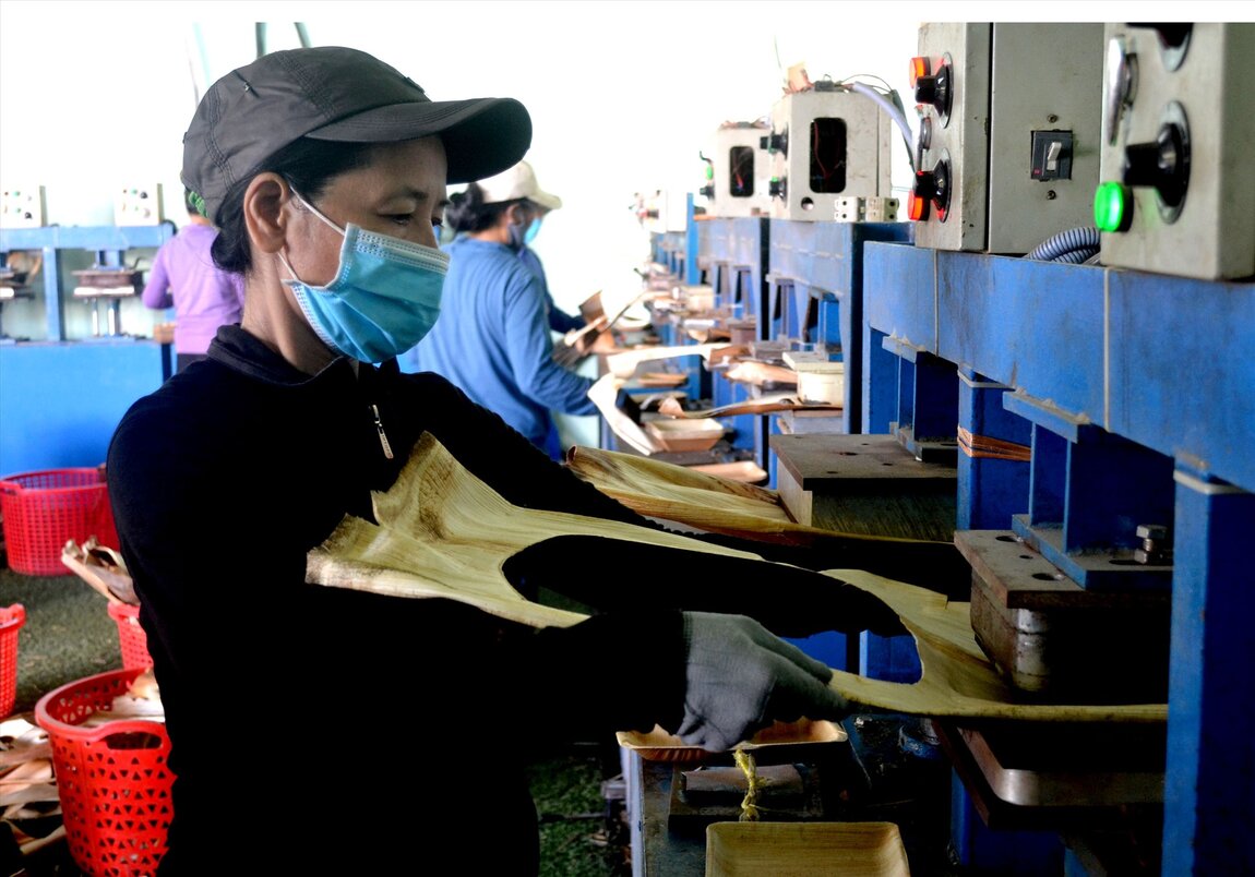 Areca spathes of a business in Quang Ngai, after being heat-pressed, are created into many products such as cups, plates... which are sold on e-commerce platforms and exported to many countries around the world. Photo: Vien Nguyen