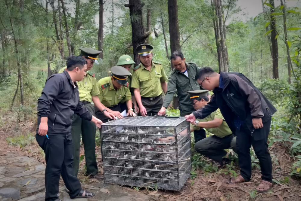 Authorities release wild birds into the wild.