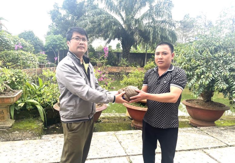 The Java pangolin was handed over to the representative of Bao Loc City Forest Protection Department. Photo: Lam Hong