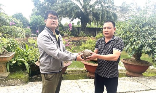 Cá thể tê tê Java được bàn giao cho đại diện Hạt Kiểm lâm thành phố Bảo Lộc. Ảnh: Lam Hồng