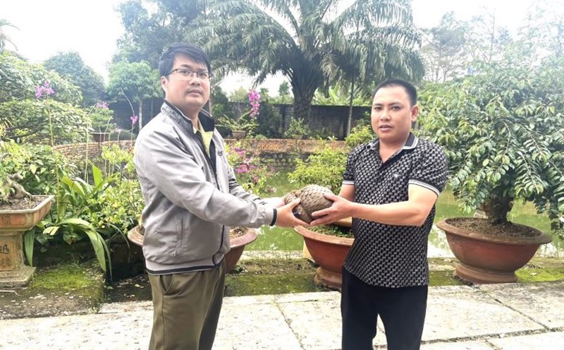 The Java pangolin was handed over to the representative of Bao Loc City Forest Protection Department. Photo: Lam Hong