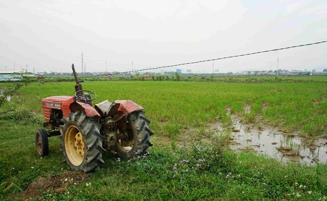 Dự án nghìn tỉ đồng của Tập đoàn FLC ở Thanh Hóa bỏ hoang đã được phục hồi trồng lúa