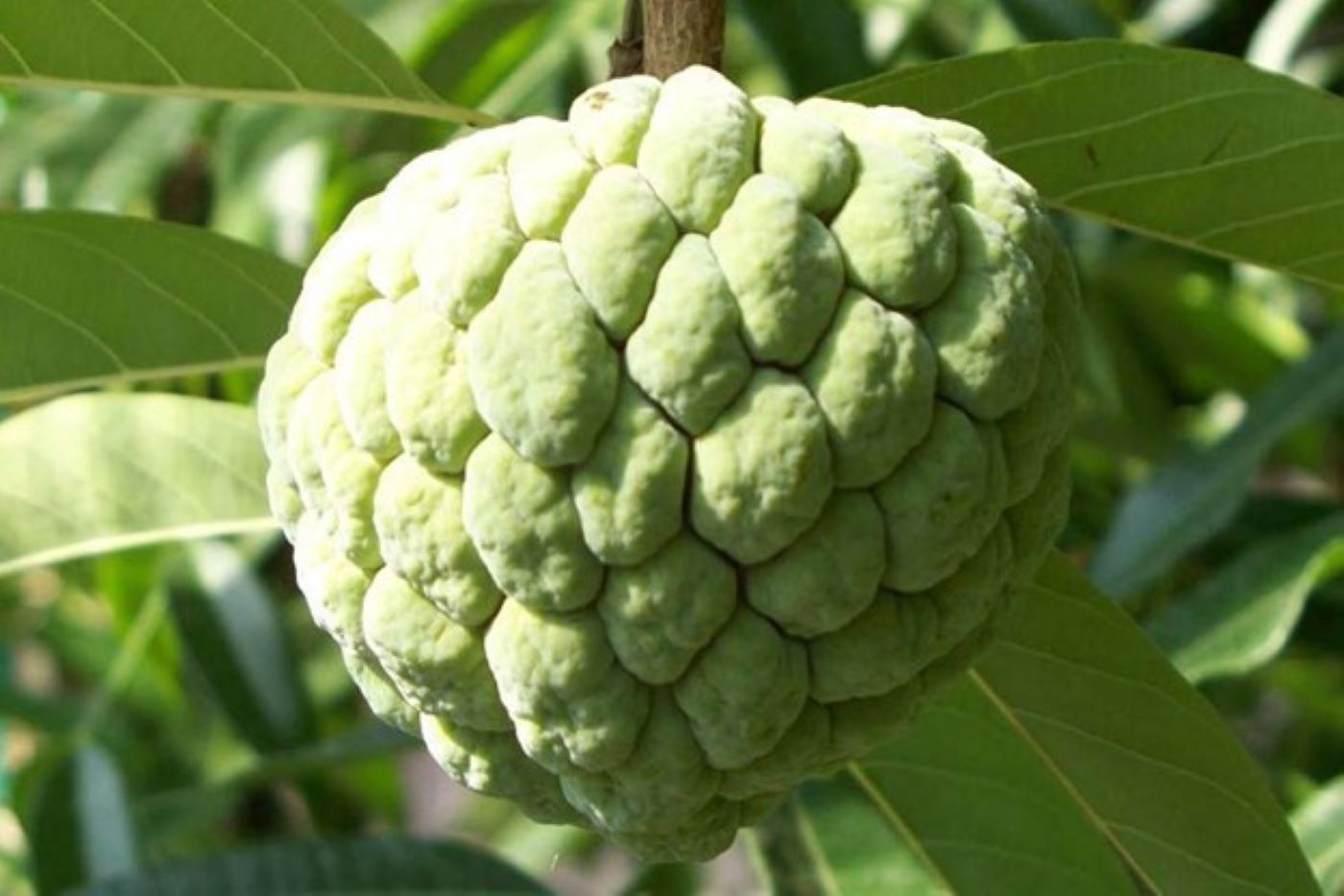 Custard apple is very good for health. Photo: Topsante.com
