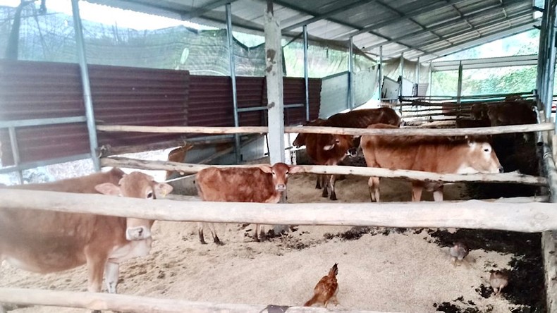 Bac Kan province has terminated the project of the Center for Gene Conservation and Development of Mong Cow Breed with a total investment of more than 136 billion VND. Photo: Tuan Son.