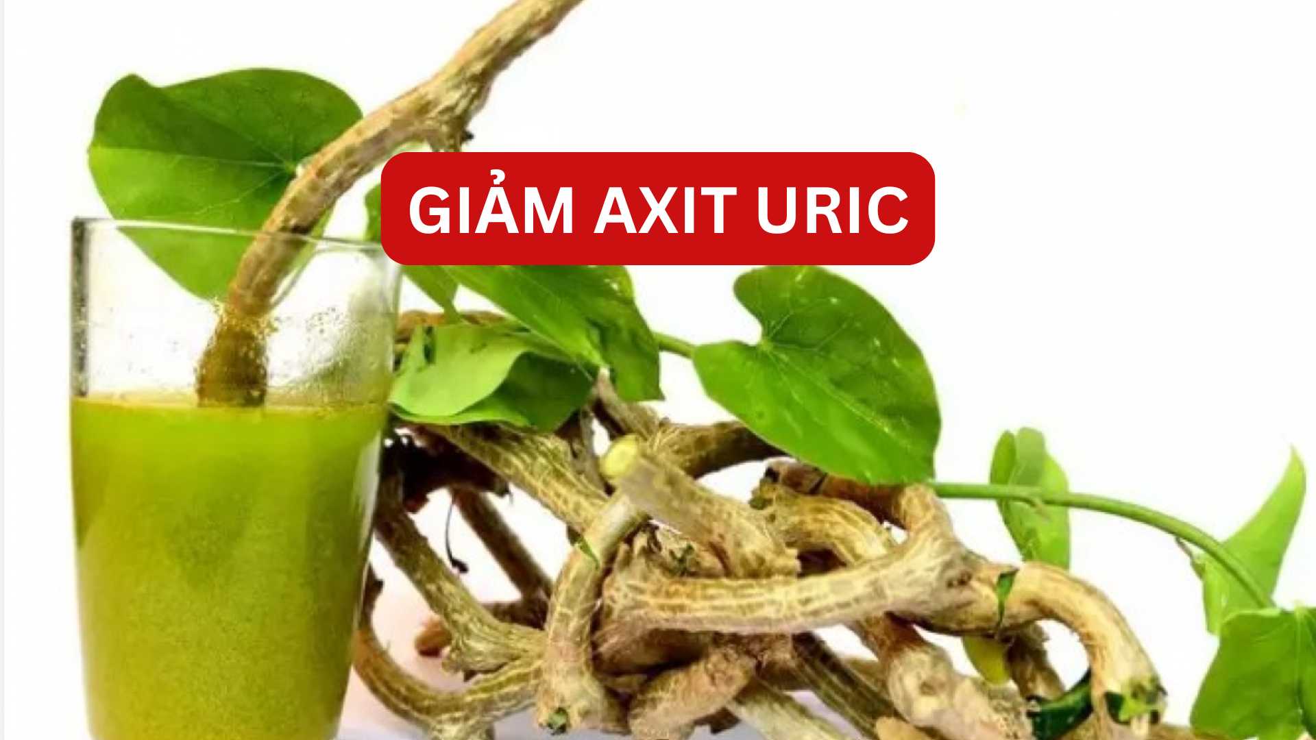 An herb with a unique name that effectively reduces uric acid.