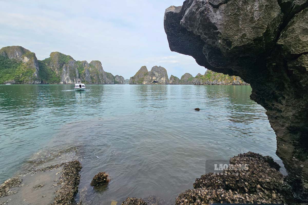 Ong Vu Kien Cuong, Truong Ban Quan ly Vinh Ha Long, cho biet: “Chung toi dang no luc hoan thien co so ha tang va to chuc thu nghiem cac khu vuc trai nghiem, dap ung tieu chuan cua nhung vi khach ti phu. Day se la tien de de nhan rong mo hinh trong tuong lai.”