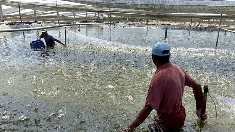 Application of IoT, AI and BigData technology in aquaculture