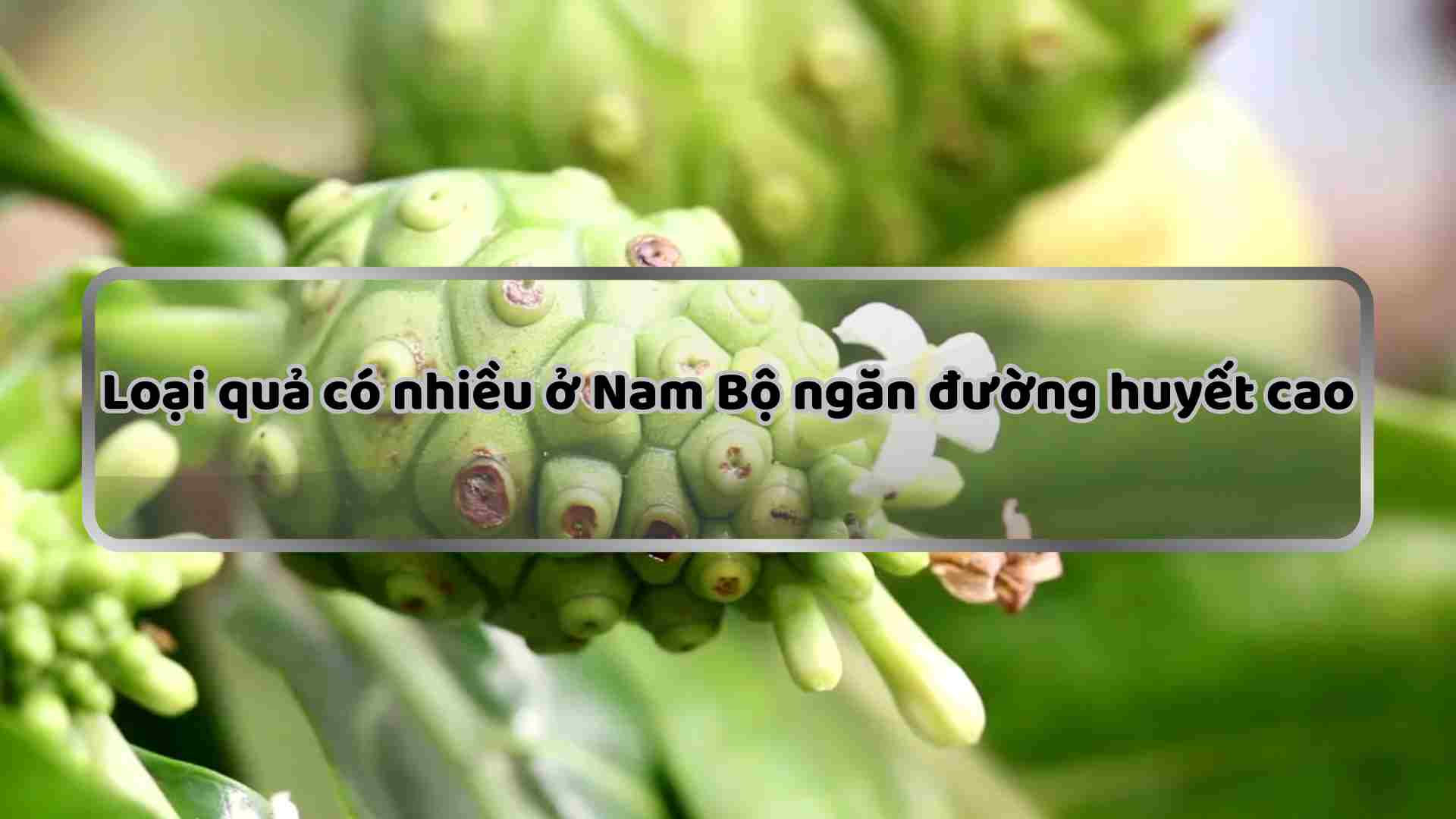 Noni fruit helps prevent high blood sugar. Graphics: Ha May