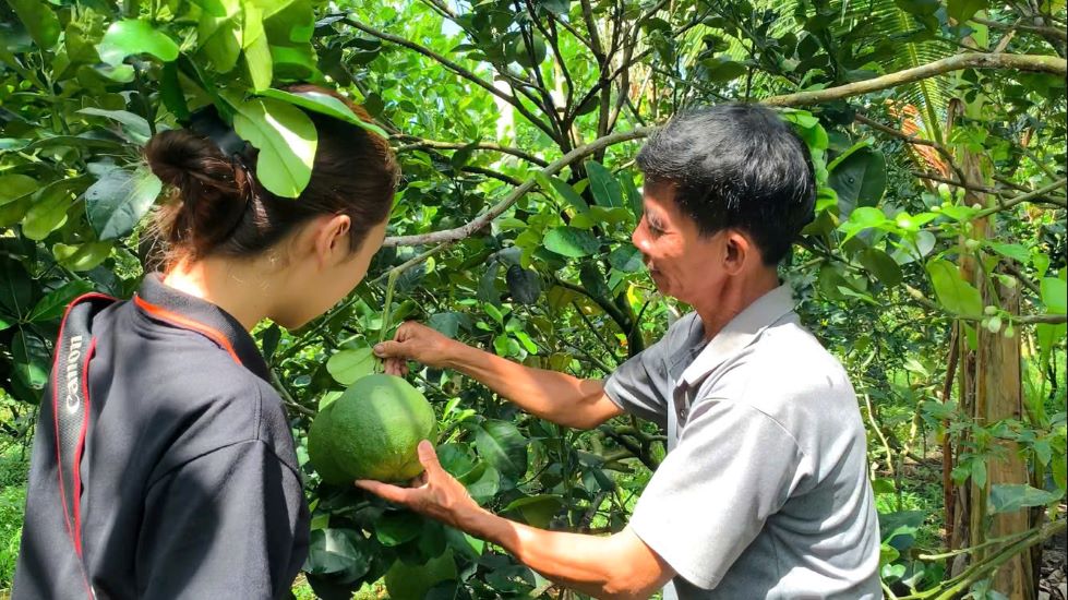 Nha vuon trong buoi o tinh Soc Trang dang chuan bi nguon hang phuc vu thi truong Tet 2025. Anh: Phuong Anh