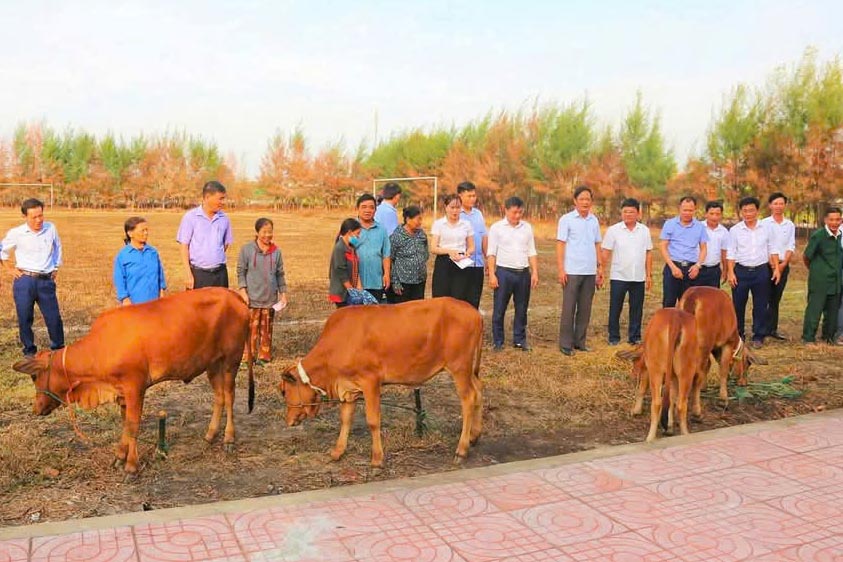 The program of giving cows to poor households in Thach Ha district in 2024 aims to carry out poverty reduction work in the area. Photo: Khac Mai.