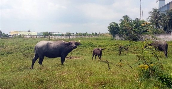 So luong trau tai tinh Bac Lieu hien con rat it, hiem khi xay ra trau dien. Anh: Nhat Ho