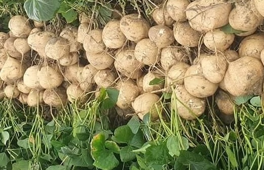 Drinking this root juice in the morning can help regulate blood sugar and lose weight. Photo: Kieu Vu