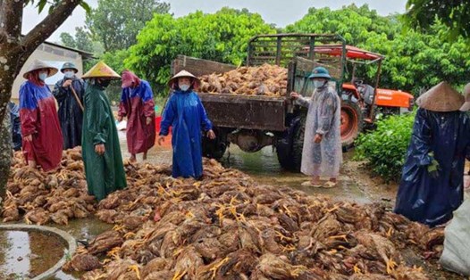 Trận lũ lụt vừa qua đã khiến nhiều động vật ở Quảng Bình chết, gây nguy cơ mầm bệnh sinh trưởng và phát triển. Ảnh: Tâm Phương