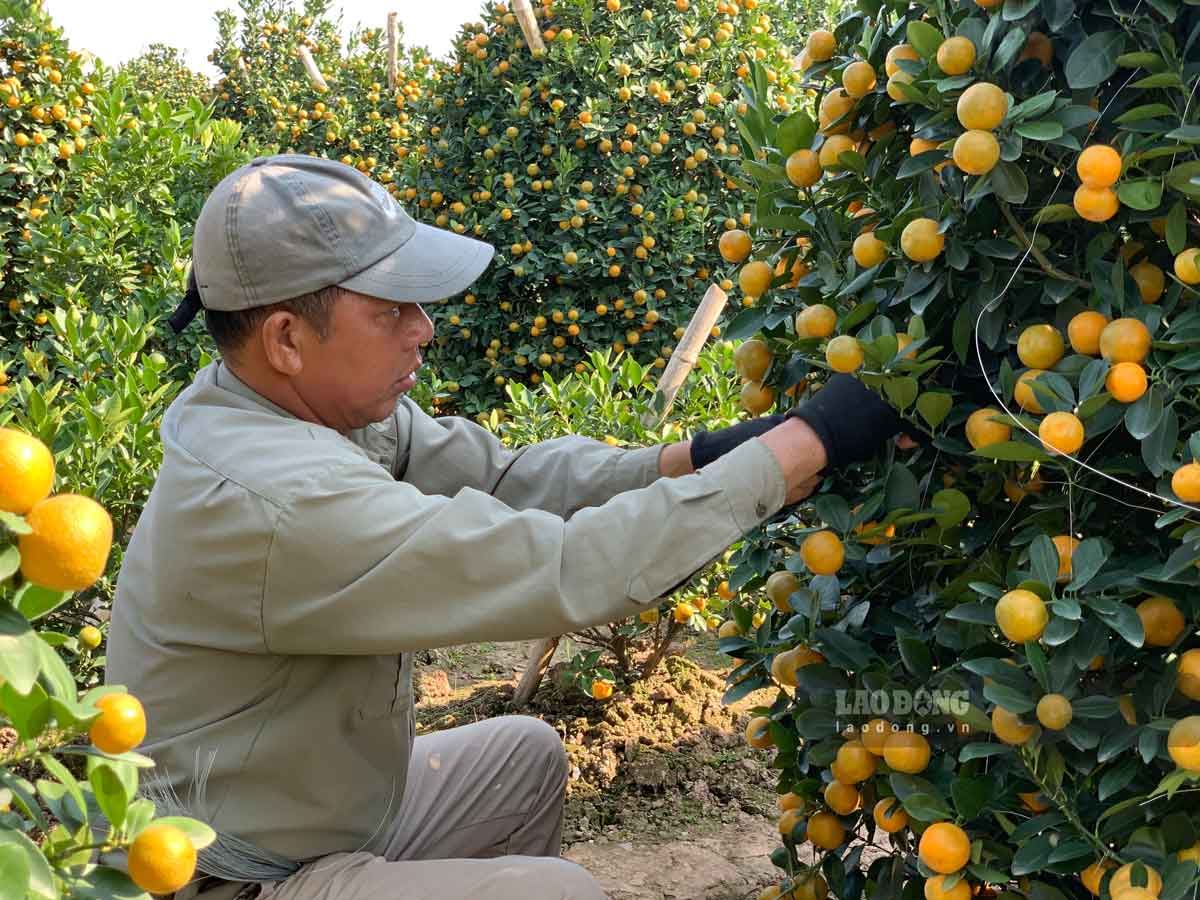 Người dân buộc quả, chỉnh sửa cây quất cho vào dáng đẹp. Ảnh: Hà Vi