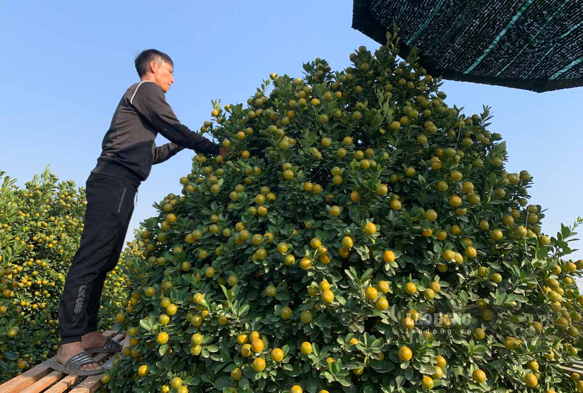 Nhiều cây quất cao vài mét, người dân phải bắc dàn giáo để buộc quả. Ảnh: Hà Vi