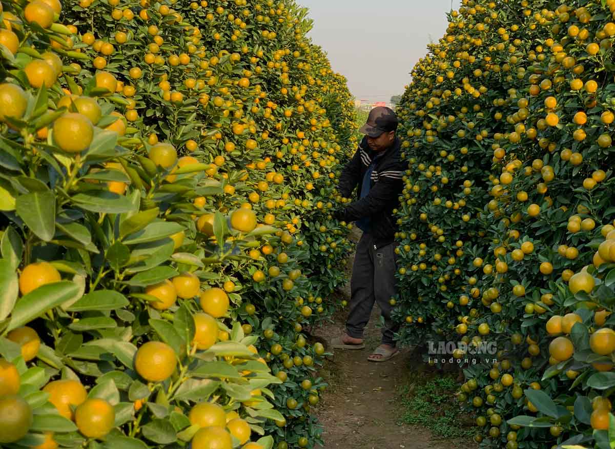 The capital of kumquat trees, Nam Phong (Nam Dinh City), is bustling during the Tet season. Photo: Ha Vi
