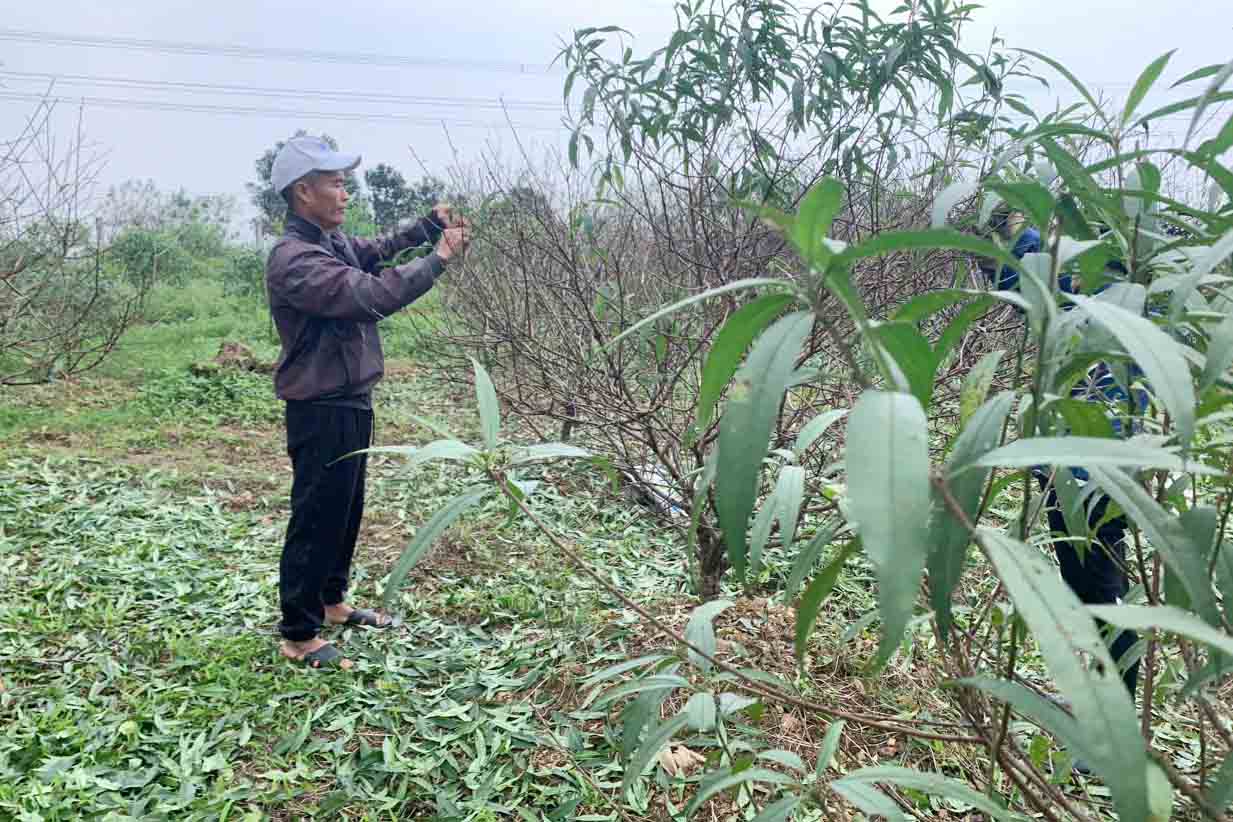 Mr. Hoc - owner of a peach garden in Luu Vinh Son commune is stripping leaves so that the peach trees will bloom in time for Tet. Photo: Tran Tuan.