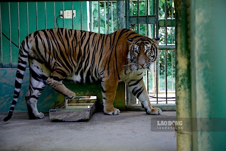 Tigers are being raised in Quang Binh province. Photo: Cong Sang