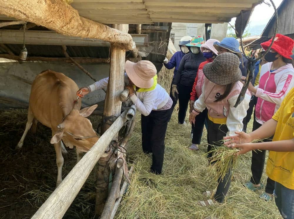 Mountain people in Lak district learn how to vaccinate livestock against diseases. Photo: Bao Lam